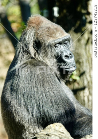 Staring gorilla 125745218