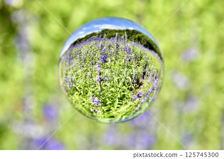 Confined the fresh green 125745300