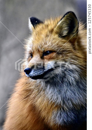Fox with sharp eyes Fox with sharp eyes 125745330