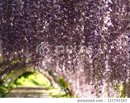 Kawachi Wisteria's wisteria shelf 125745397