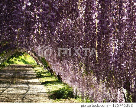 河內紫藤的紫藤架 河內紫藤的紫藤架 125745398