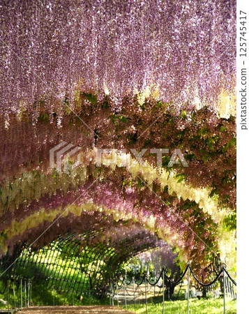 Kawachi Wisteria's wisteria shelf 125745417