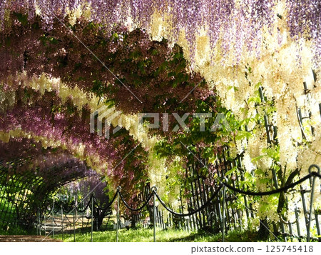 Kawachi Wisteria's wisteria shelf 125745418