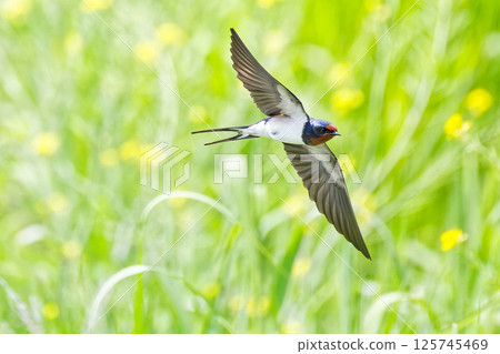 Swallows flying in the fields in spring 125745469