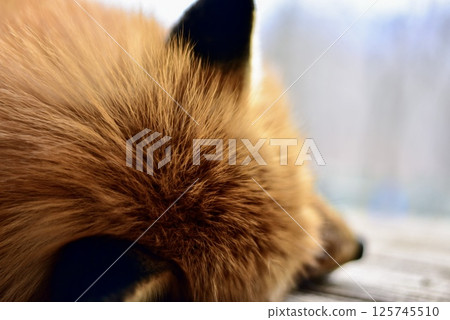 Sleeping fox 125745510