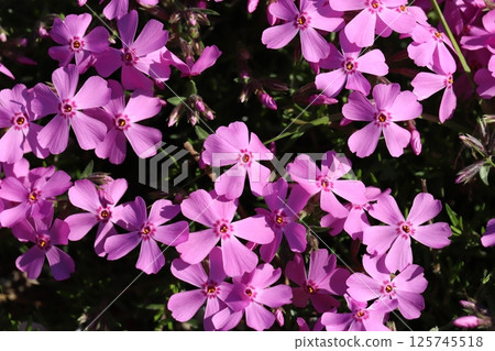 Pink Moss Phlox flowers blooming in a spring garden Pink Moss Phlox flowers blooming in a spring garden 125745518