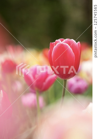 Adorable red tulips blooming in the spring sunshine Adorable red tulips blooming in the spring sunshine 125745565