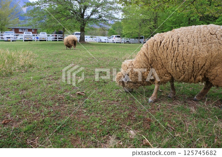 Sheep grazing in the open; sheep before shearing Sheep grazing in the open; sheep before shearing 125745682
