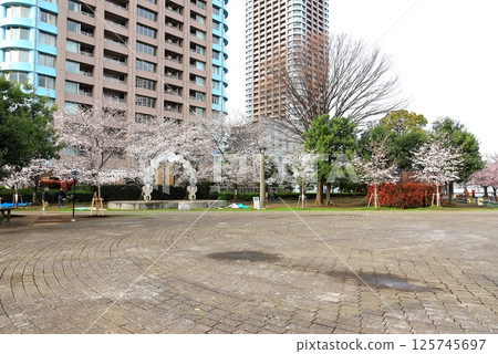 東京城市景觀:石川島公園的櫻花 東京城市景觀:石川島公園的櫻花 125745697
