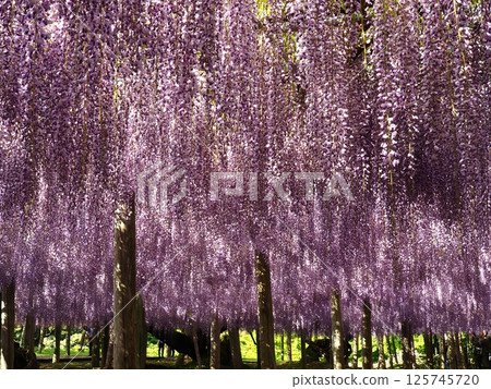 Kawachi Wisteria's wisteria shelf Kawachi Wisteria's wisteria shelf 125745720