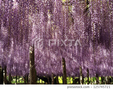 Kawachi Wisteria's wisteria shelf Kawachi Wisteria's wisteria shelf 125745721