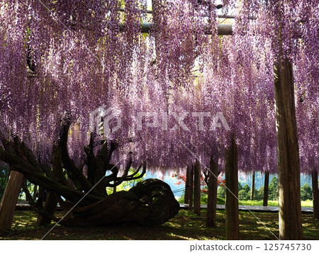 河內紫藤的紫藤架 125745730