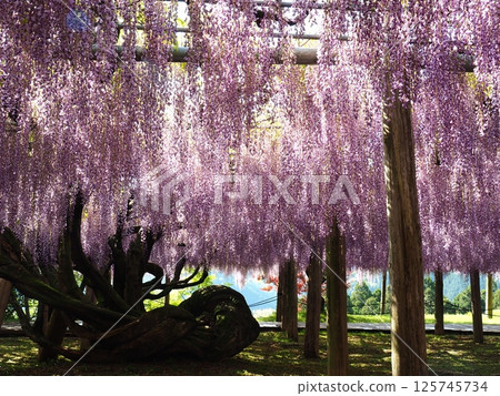 河內紫藤的紫藤架 125745734