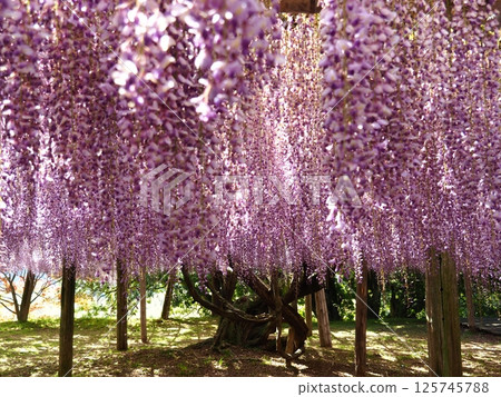 Kawachi Wisteria's wisteria shelf 125745788