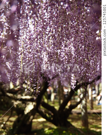 Kawachi Wisteria's wisteria shelf 125745801