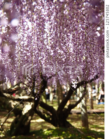 Kawachi Wisteria's wisteria shelf 125745802