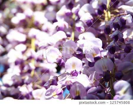 Kawachi Wisteria's wisteria shelf Kawachi Wisteria's wisteria shelf 125745808