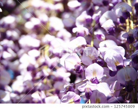 Kawachi Wisteria's wisteria shelf Kawachi Wisteria's wisteria shelf 125745809