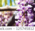 Kawachi Wisteria's wisteria shelf 125745812