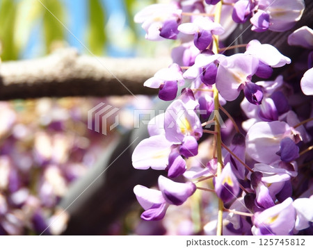 河內紫藤的紫藤架 125745812