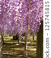 Kawachi Wisteria's wisteria shelf 125745815