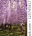 Kawachi Wisteria's wisteria shelf 125745817