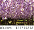 Kawachi Wisteria's wisteria shelf 125745818