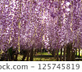 Kawachi Wisteria's wisteria shelf 125745819