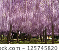 Kawachi Wisteria's wisteria shelf 125745820