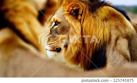 Majestic Lion Observing the Savannah 125745875