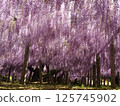 Kawachi Wisteria's wisteria shelf 125745902