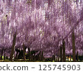 Kawachi Wisteria's wisteria shelf 125745903