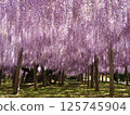 Kawachi Wisteria's wisteria shelf 125745904