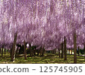 Kawachi Wisteria's wisteria shelf 125745905