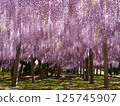 Kawachi Wisteria's wisteria shelf 125745907