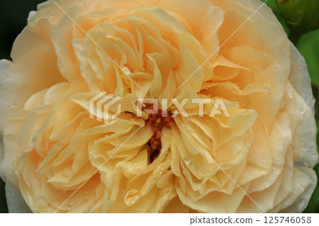 Roses are growing in the garden nursery. Roses are growing in the garden nursery. 125746058
