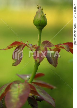 Roses are growing in the garden nursery. 125746074