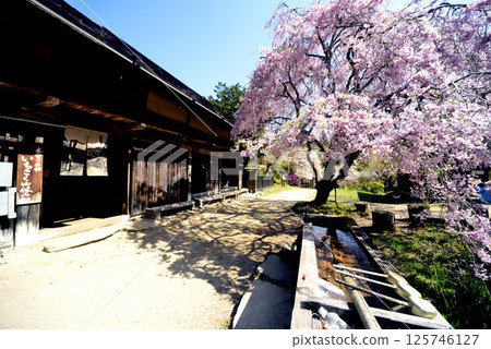 盛開的櫻花預示著春天的到來 125746127