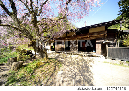 古老的建築和春天盛開的櫻花 125746128