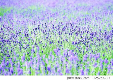 Lavender flowers add color to Hokkaido's refreshing summer Lavender flowers add color to Hokkaido's refreshing summer 125746225