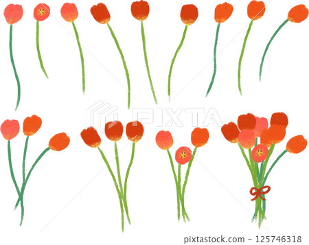紅色鬱金香手繪插圖集 紅色鬱金香手繪插圖集 125746318