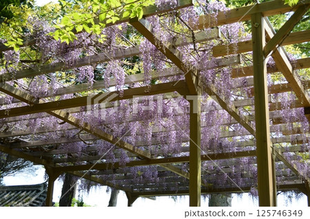 西脅六所神社 125746349