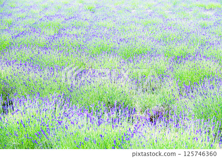 Lavender flower fields add color to Hokkaido's refreshing summer breezes Lavender flower fields add color to Hokkaido's refreshing summer breezes 125746360