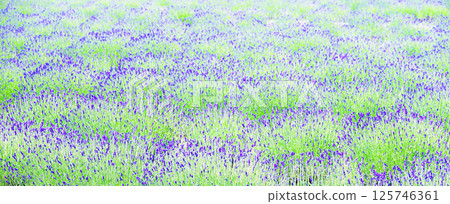 Lavender flower fields add color to Hokkaido's refreshing summer breezes Lavender flower fields add color to Hokkaido's refreshing summer breezes 125746361