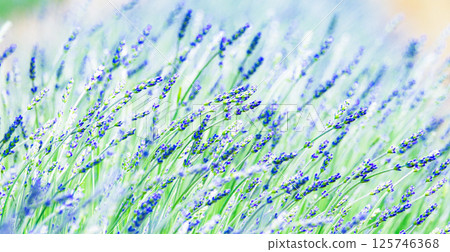 Lavender flowers add color to the refreshing Hokkaido summer breeze Lavender flowers add color to the refreshing Hokkaido summer breeze 125746368
