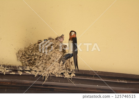 Swallows raising their young at Hojo Railway Station 125746515