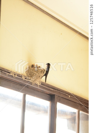 Swallows raising their young at Hojo Railway Station 125746516