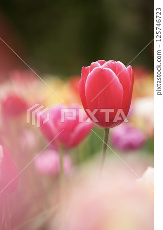 Adorable red tulips blooming in the spring sunshine Adorable red tulips blooming in the spring sunshine 125746723