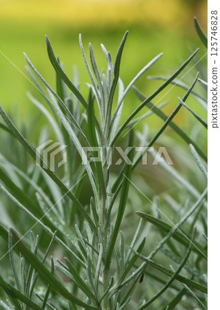White Rosemary are growing in the garden nursery. 125746828