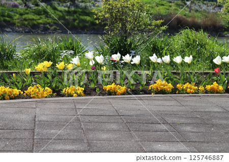 Colorful tulip flowers and pansy flowers blooming in a flowerbed in the park in spring Colorful tulip flowers and pansy flowers blooming in a flowerbed in the park in spring 125746887